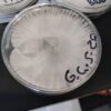 A petri dish with white mycelium.| Psilocybin Myco