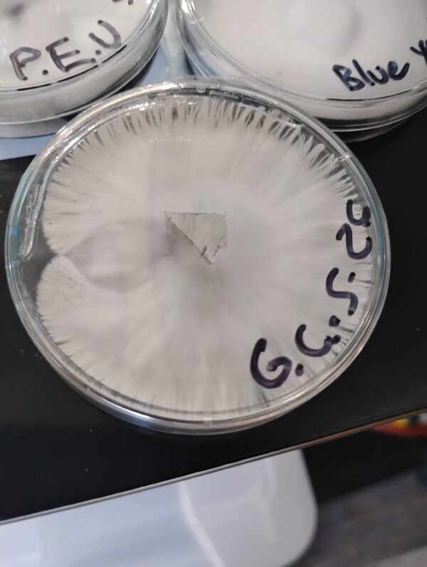 A petri dish with white mycelium.| Psilocybin Myco