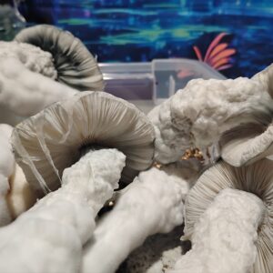 White fuzzy mushrooms growing in a container.| Psilocybin Myco (White Wizard)