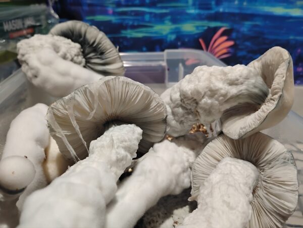 White fuzzy mushrooms growing in a container.| Psilocybin Myco