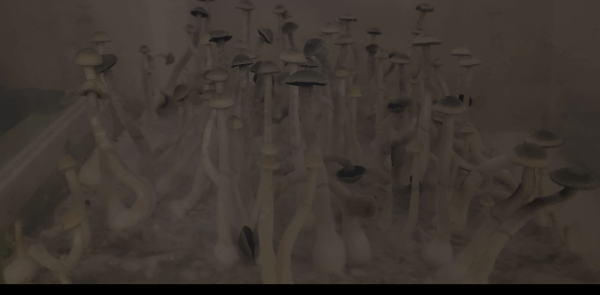 Somber dried sunflower field at soft eve | Psilocybin Myco