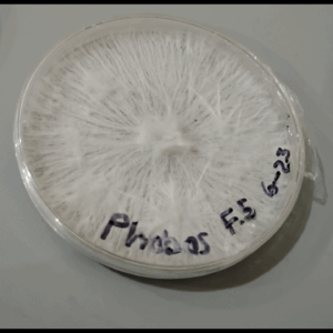 A white, round pill with markings.| Psilocybin Myco (Penis Envy Uncut)