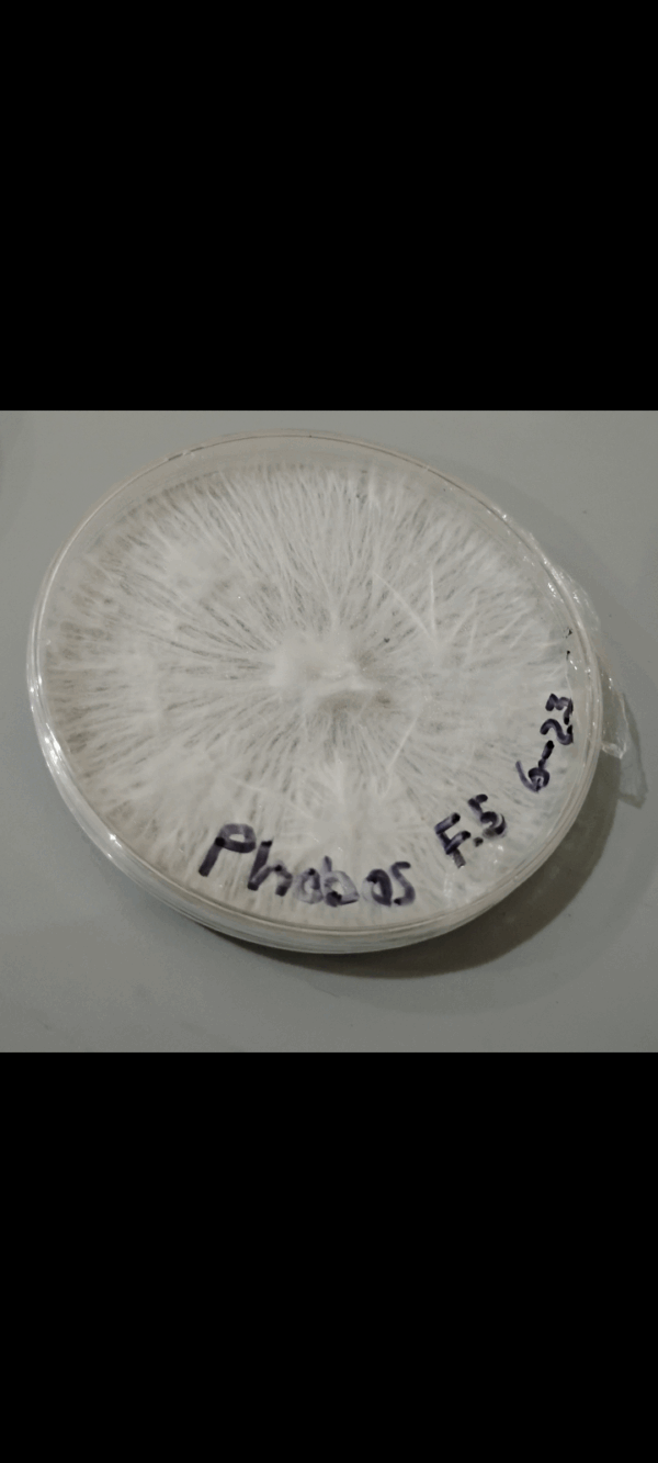 A white, round pill with markings.| Psilocybin Myco