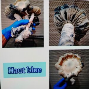 Haut Blue