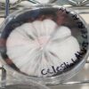 White fluffy steamed bun in a bowl.| Psilocybin Myco