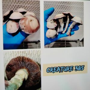 Creature 385