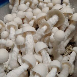 Albino Thai pink buffalo