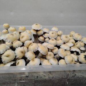 A large quantity of cultivated mushrooms.| Psilocybin Myco (Albino Thai Pink Buffalo)