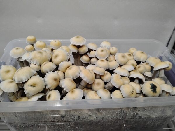 A large quantity of cultivated mushrooms.| Psilocybin Myco (Albino Thai Pink Buffalo)