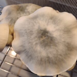 Starfrost ( Snape x jack frost