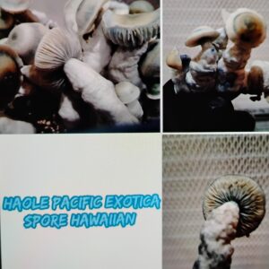 Haole p.e.s. (Hawaiian lineage).