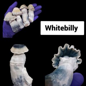 Whitebilly