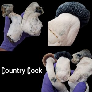 Country Cock (Hillbilly x Penis Envy)