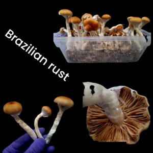 Brazilian Rust (Landrace)