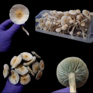 Colombian Gold (Leucistic Landrace)