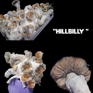 Hillbilly