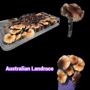 Australian (landrace)