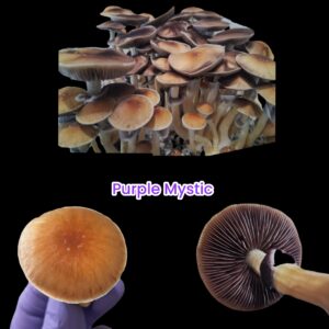 Purple Mystic