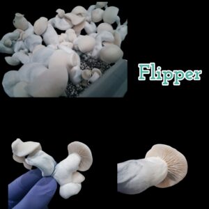 Flipper (TBC x Hawkeye PE)