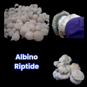 Albino Riptide