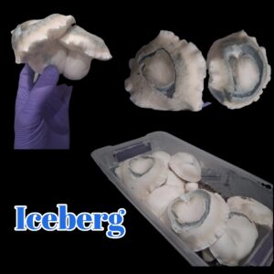 Iceburg