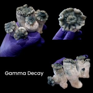Gamma Decay