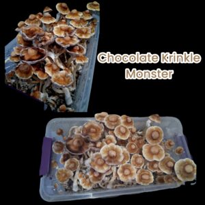 Chocolate Krinkle Monster